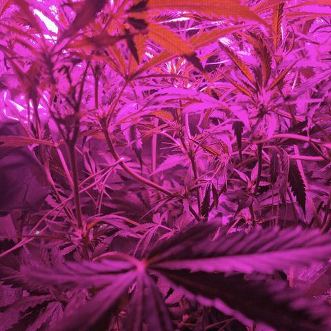 Obese Banana growlog photo: Amazing development, now all tops have been tied down in some way, thank god it seems to have stopped growing these few days