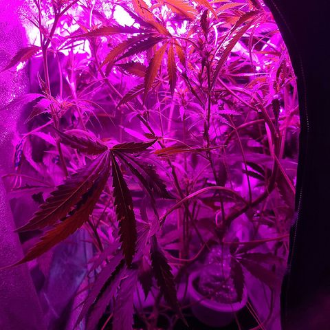 Obese Banana growlog timeline photo
