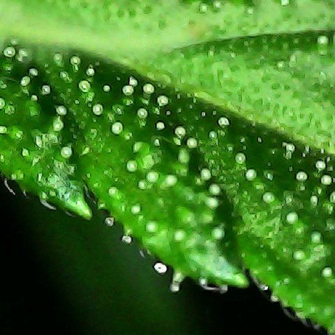 Obese Banana growlog photo: Mostly clear and still developing