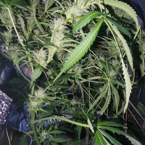 Obese Banana growlog timeline photo