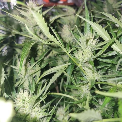 Obese Banana growlog timeline photo