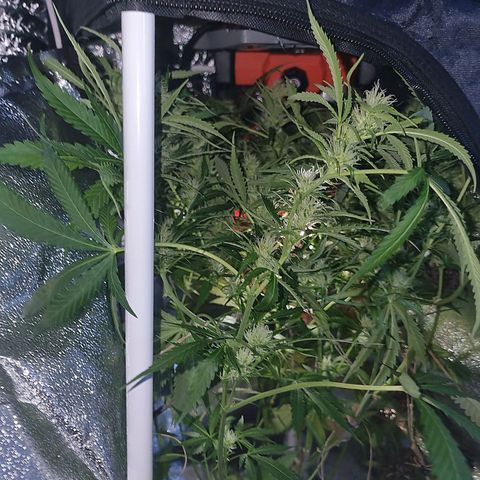 Obese Banana growlog timeline photo