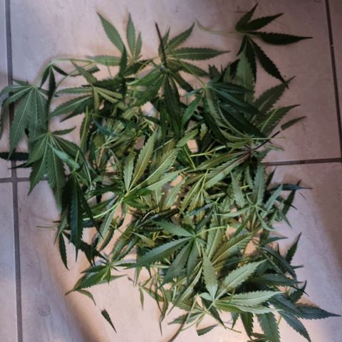 Obese Banana growlog timeline photo