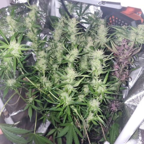 Obese Banana growlog timeline photo