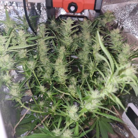 Obese Banana growlog timeline photo