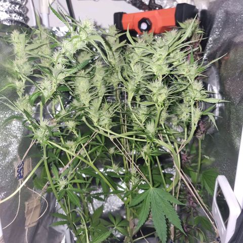 Obese Banana growlog timeline photo