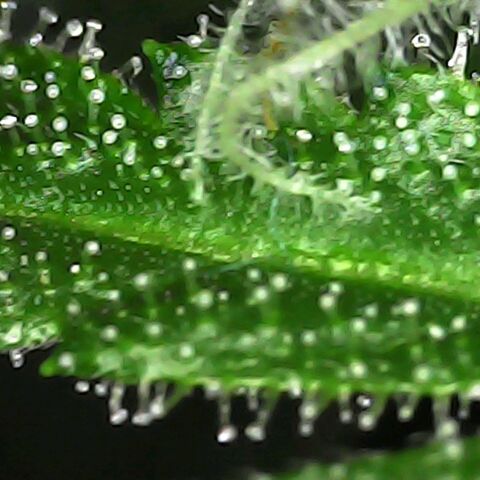 Obese Banana growlog photo: Top buds 2% amber, second rank buds still 20% clear, photos are of second rank sugar leaves (top, second rank, third rank, scraps)
