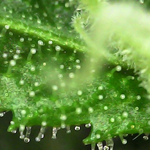 Obese Banana growlog photo: Top buds 2% amber, second rank buds still 20% clear, photos are of second rank sugar leaves (top, second rank, third rank, scraps)