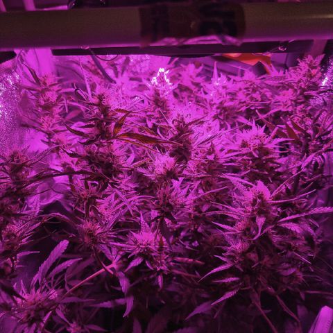 Obese Banana growlog photo: 🥵🥵🥵