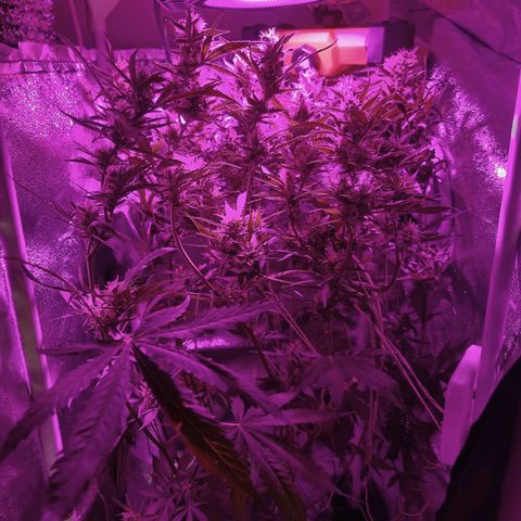 Obese Banana growlog photo: 🥵🥵🥵