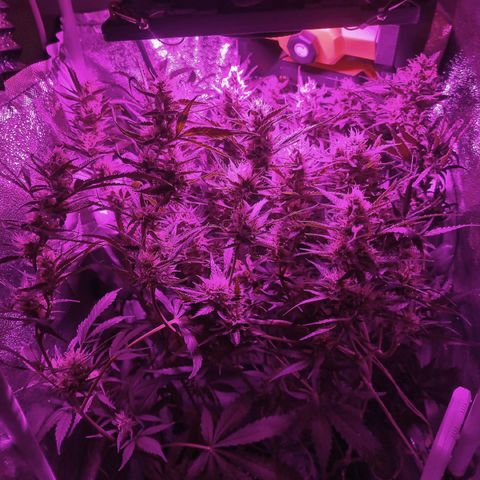 Obese Banana growlog photo: 🥵🥵🥵