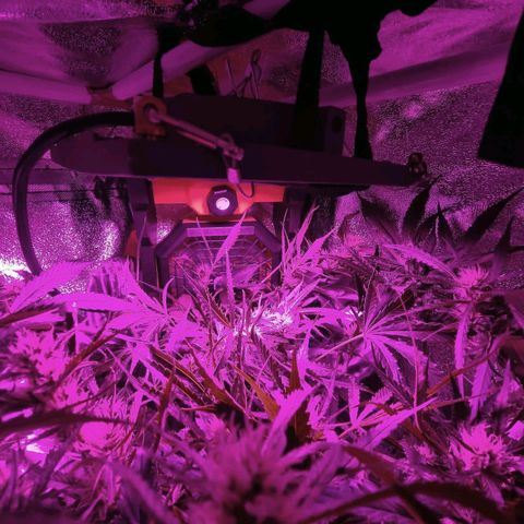 Obese Banana growlog timeline photo