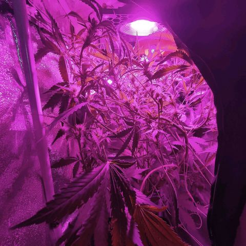 Obese Banana growlog timeline photo