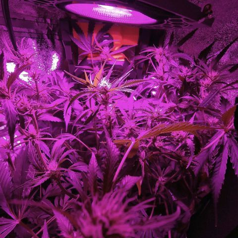 Obese Banana growlog timeline photo