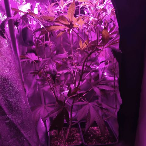 Obese Banana growlog timeline photo