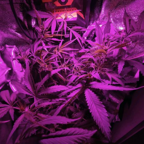 Obese Banana growlog timeline photo