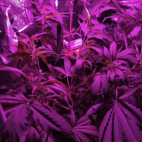 Obese Banana growlog timeline photo