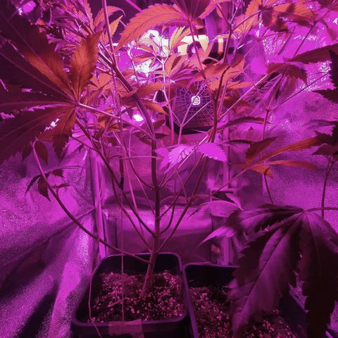 Obese Banana growlog timeline photo