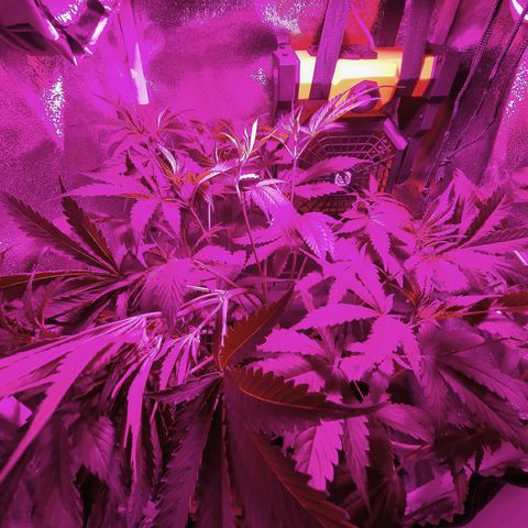 Obese Banana growlog timeline photo