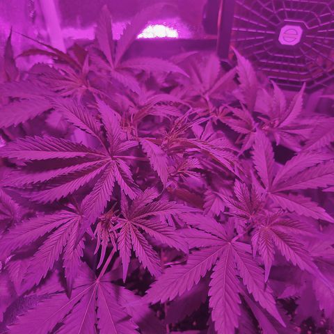 Obese Banana growlog timeline photo