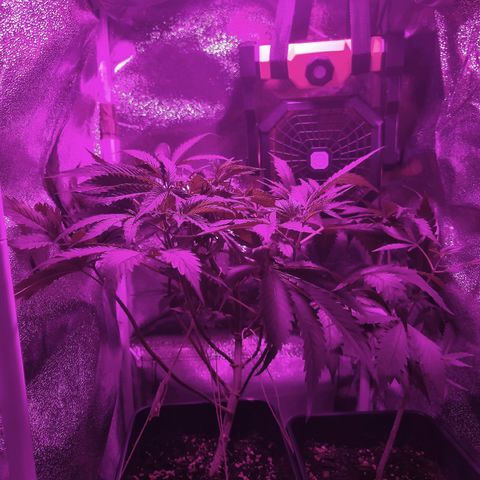 Obese Banana growlog timeline photo