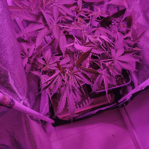 Obese Banana growlog timeline photo