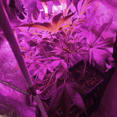 Obese Banana growlog timeline photo