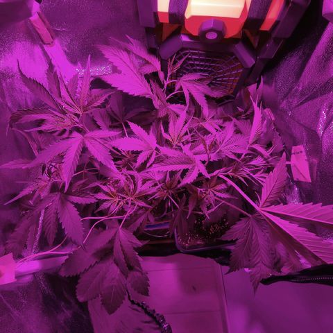 Obese Banana growlog timeline photo