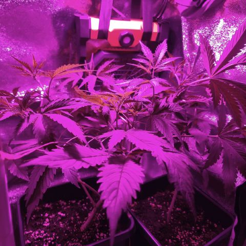 Obese Banana growlog timeline photo