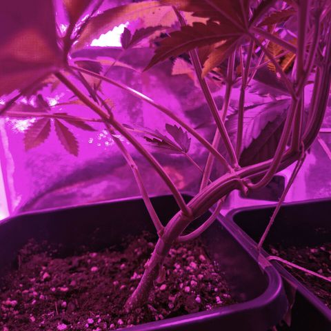 Obese Banana growlog timeline photo