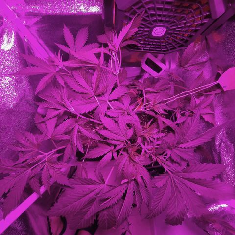 Obese Banana growlog timeline photo