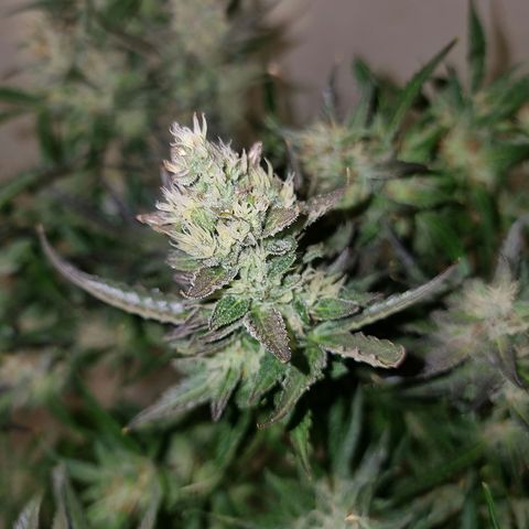 Obese Banana growlog timeline photo