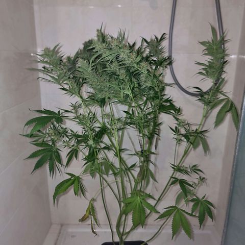 Obese Banana growlog timeline photo