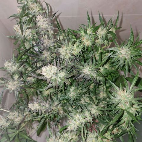 Obese Banana growlog timeline photo