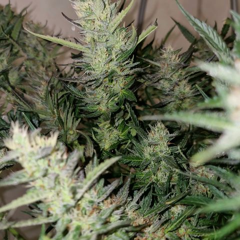 Obese Banana growlog timeline photo