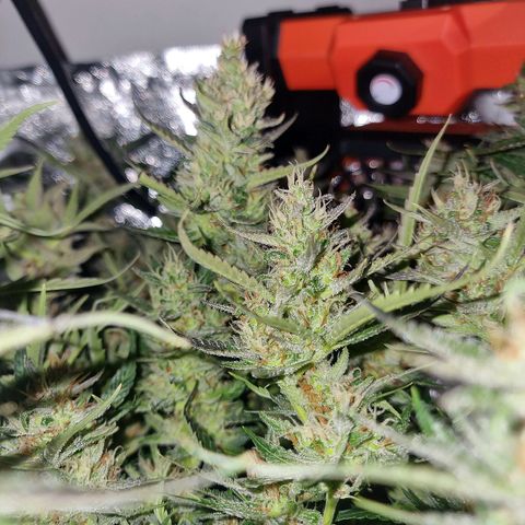 Obese Banana growlog timeline photo