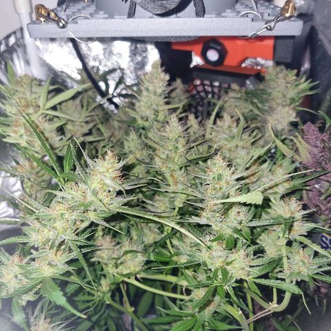 Obese Banana growlog timeline photo