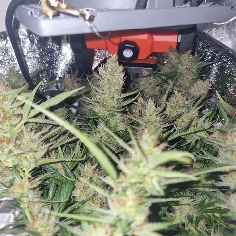 Obese Banana growlog timeline photo