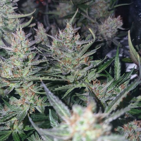 Obese Banana growlog timeline photo