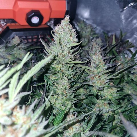 Obese Banana growlog timeline photo