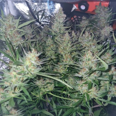 Obese Banana growlog timeline photo