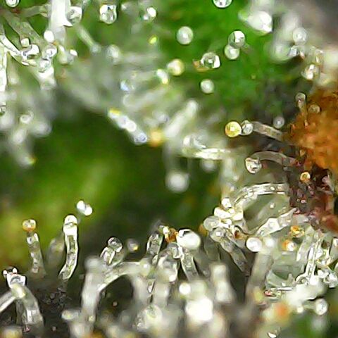Obese Banana growlog photo: Condition before harvest