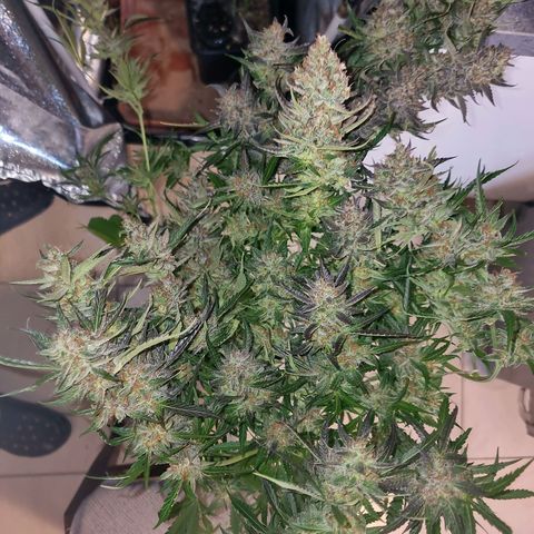 Obese Banana growlog photo: Condition before harvest
