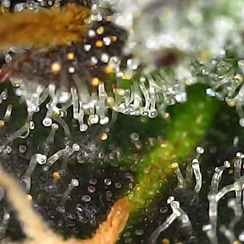 Obese Banana growlog photo: Condition before harvest