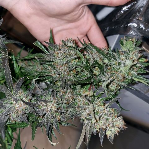 Obese Banana growlog photo: Condition before harvest