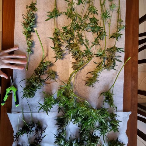 Obese Banana growlog photo: Harvest + Wet trim