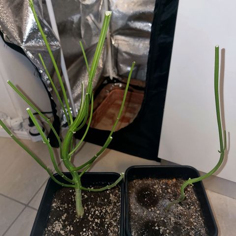Obese Banana growlog photo: Harvest + Wet trim