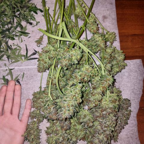 Obese Banana growlog photo: Harvest + Wet trim