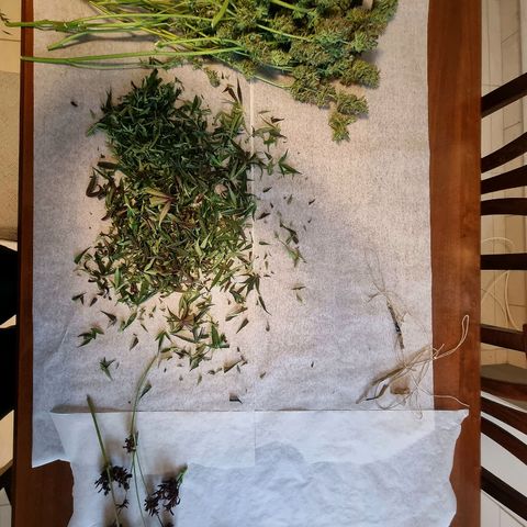 Obese Banana growlog photo: Harvest + Wet trim