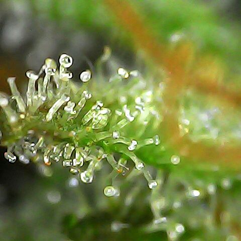 Obese Banana growlog photo: Condition before harvest
